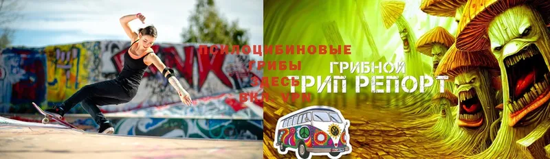 Псилоцибиновые грибы Cubensis  Богородицк 